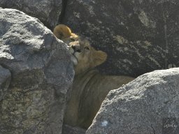 Seronera_and_Lobo2003-003